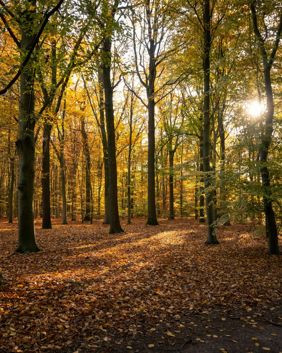 Forêt – Matériau naturel Woodewood